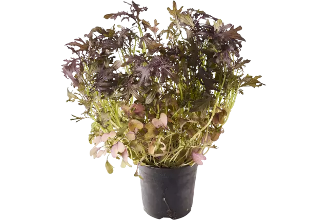 BIO Mosterd frills rood in pot doos 2st stuk